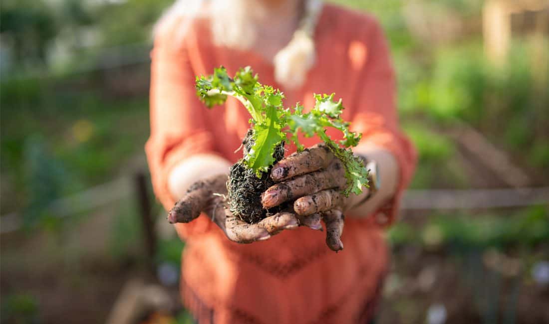 contaminated soil